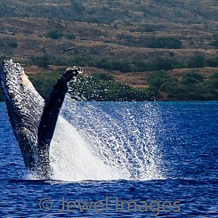 033 Humpback Whale Breach 4 W037