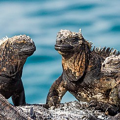 033 Marine Iguana 0340