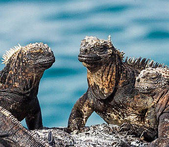 Galapagos Islands