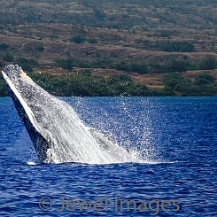 034 Humpback Whale Breach 5 W038