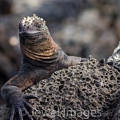 034 Marine Iguana 0365