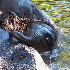 035 Elephant Play 1 Thailand