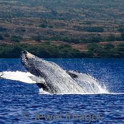 035 Humpback Whale Breach 6 W039