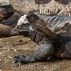 035 Marine Iguana and Finch 0477