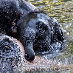 036 Elephant Play 2 Thailand