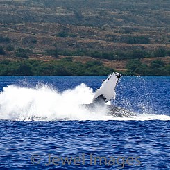 036 Humpback Whale Breach 8 W041