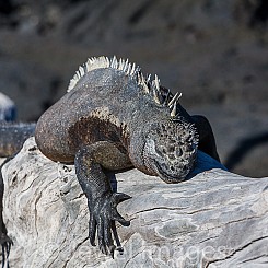 036 Marine Iguana 0923