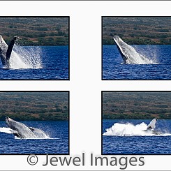 037 Humpback Whale Breach Sequence 2 W047