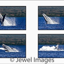 037 Humpback Whale Breach Sequence 2 W047