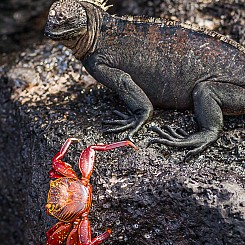 037 Marine Iguana and Crab 0363