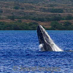 038 Humpback Whale Breach 10 W043