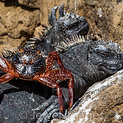 038 Marine Iguana and Crab 0475