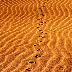 039 Coyote Tracks at Nipomo Dunes CA