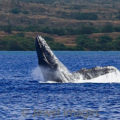 039 Humpback Whale Breach 11 W044