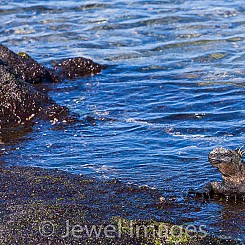 039 Marine Iguana and Crab 0834