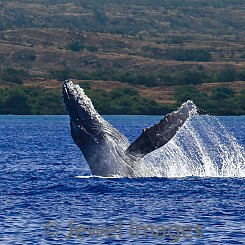 040 Humpback Whale Breach 12 W045