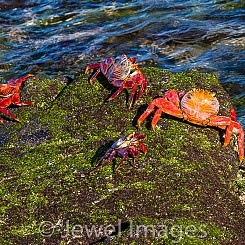 040 Sally Lightfoot Crab 1045