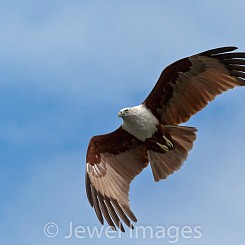 041 Fish Eagle Malaysia