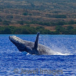 041 Humpback Whale Breach 13 W046