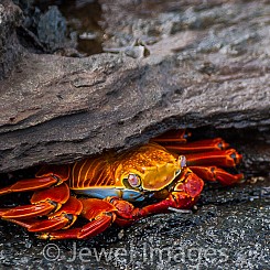 041 Sally Lightfoot Crab 0660
