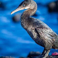 042 Flightless Cormorant 1217