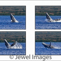 042 Humpback Whale Breach Sequence 3 W047