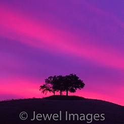 042 Lone Trees CA