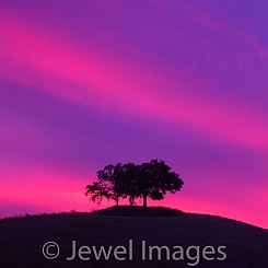 042 Lone Trees CA