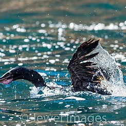 043 Flightless Cormorant 0422