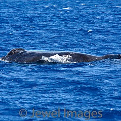 043 Humpback Whale Blow Holes W027