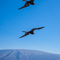 044 Frigatebird 0675