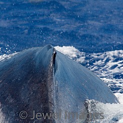 044 Humpback Whale Back Close up W013