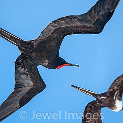 045 Frigatebird 6351