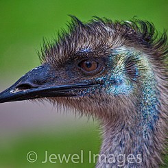 046 Emu Australia Reptile park