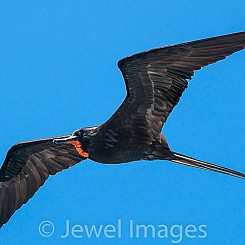 046 Frigatebird 6484