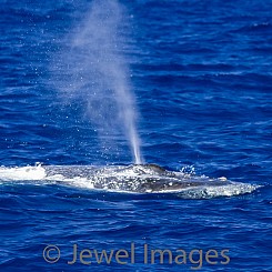 046 White Humpback Whale Blow W035