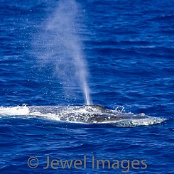 046 White Humpback Whale Blow W035