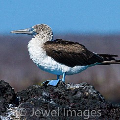 047 Blue footed Booby 0466