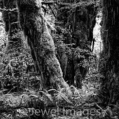 047 Hoh Rainforest Olympic NP