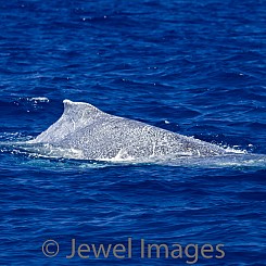 047 Humpback Whale Dorsal Fin W036