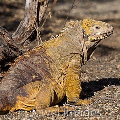 048 Land Iguana 0153