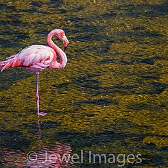049 Flamingo 0621