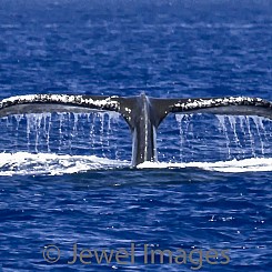049 Humpback Whale Tail 6 W032