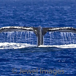 049 Humpback Whale Tail 6 W032