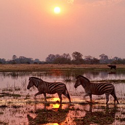 049 Zebra Sunset Botswana