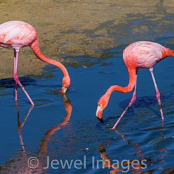 050 Flamingo 0528