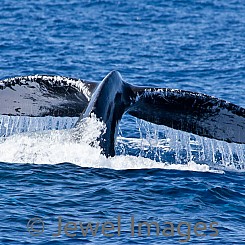 050 Humpback Whale Tail 9 W052