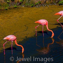 051 Flamingo 0638