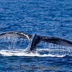051 Humpback Whale Tail 10 W053