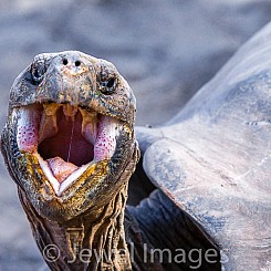 052 Galapagos Giant Tortoise 0768